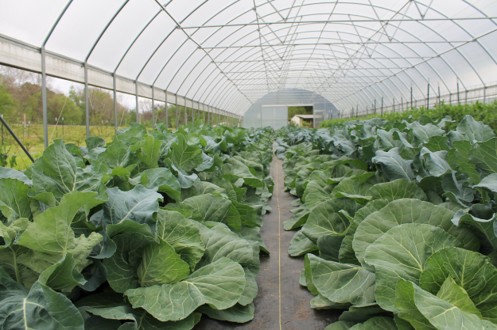 Firefly Farm
