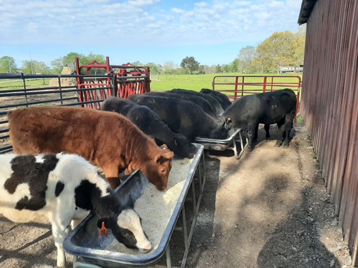 Louise Bluffs Farm